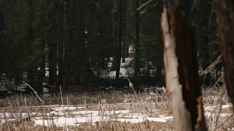 Dark Sequoia Forest with Snow Covered Ground and Broken Tree Trunk Sequoia Park Stock Footage 314894442