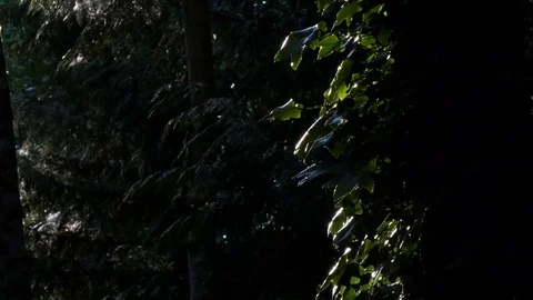 Dark shadow and bright light in forest with bugs flying Stock Footage 117926840