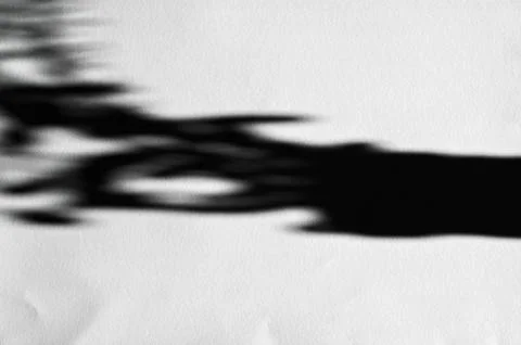 Dark shadow from the branches on a white surface Stock Photos