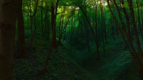 Dark shadow forest landscape green hills and background sun light dramatic gl Stock Photos