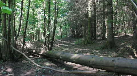 Dark shadow path Stirling Cambusbarron. Stock Footage 51876617