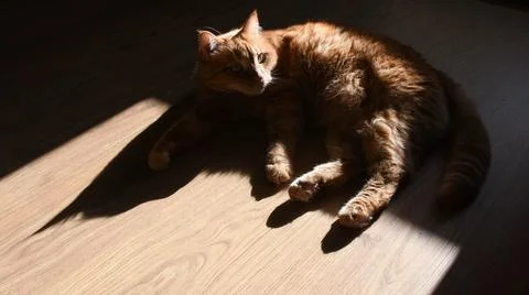 Dark shadow of red cat on floor looking side Stock Photos