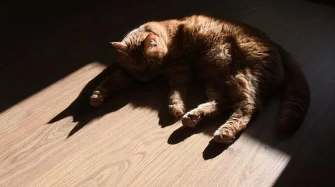 Dark shadow of red cat trying to nap on wooden floor Stock Photos