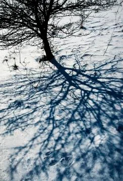 Dark shadow of the tree on the snow Stock Photos