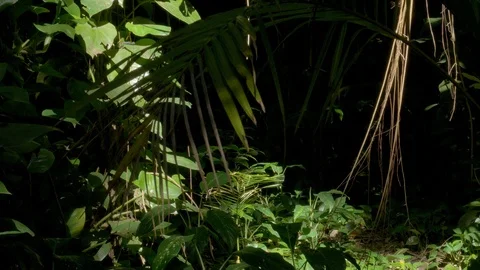 Dark shadow tropical rainforest jungle in 4K UHD Stock Footage 97035409