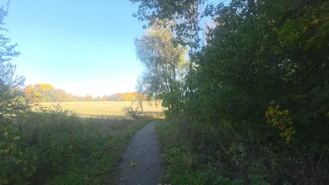 Dark Shadowed Pathway Leading Toward Bright Golden Field Stock Footage 348174392