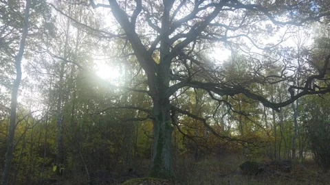 Dark Shadowed Silhouette Of A Large Spreading Tree At Dusk Stock Footage 348170632