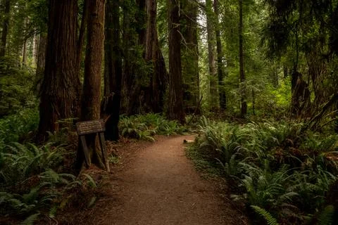 Dark Shadows Fill The Forest At The James Irvine Trail Intersection In Redwoo Stock Photos