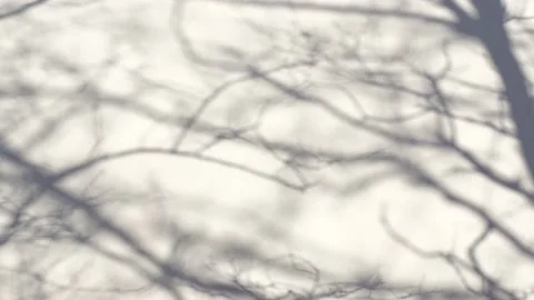 Dark shadows of real branches of spring trees reflected on concrete surface Stock Footage 153227219