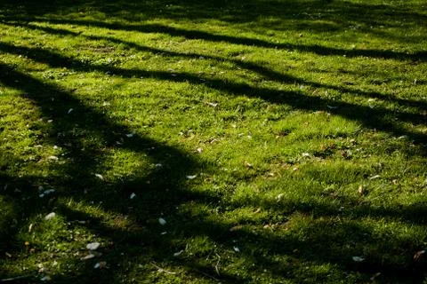 Dark shadows of the trees on the grass in the park Stock Photos