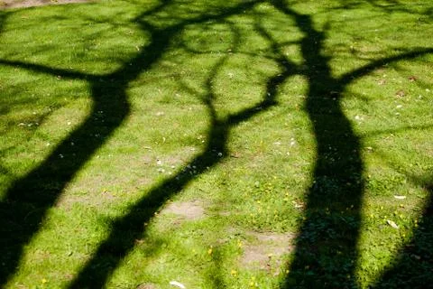 Dark shadows of the trees on the grass Stock Photos