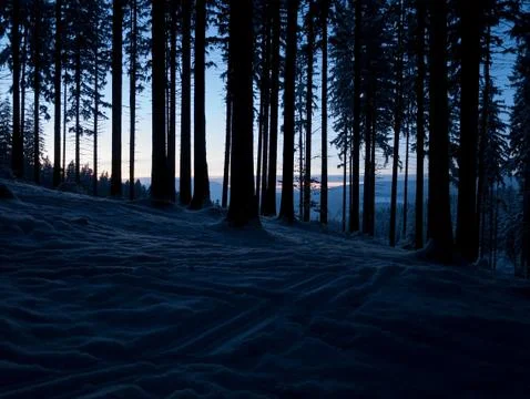 Dark shadows in a winter forest after sunset Stock Photos