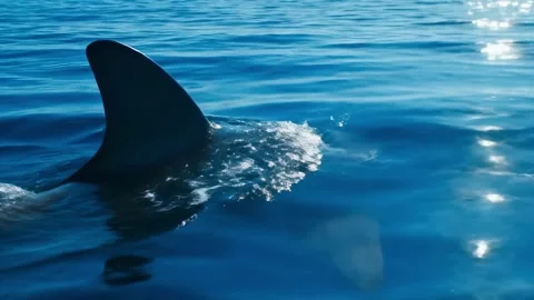 A dark shark fin cutting through deep blue rippling ocean. Stock Footage 325959566
