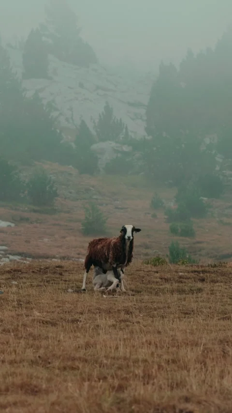 Dark sheep feeding lamb on mountain hill near forest in foggy French Pyrenees Stock Footage 346635886