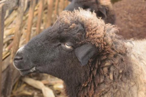 Dark sheep's head from side point of view Stock Photos