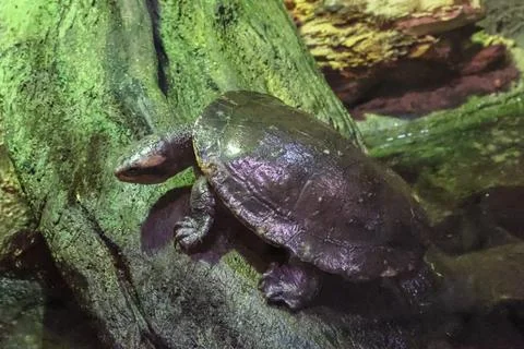 A dark shelled turtle with a long neck climbs on a mossy rock surface Stock Photos