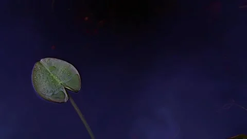 Dark shot looking down at a lily pad on the water Vídeo Stock 153692664