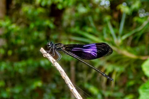 Dark shouldered coronated shadow damselfly Stock Photos