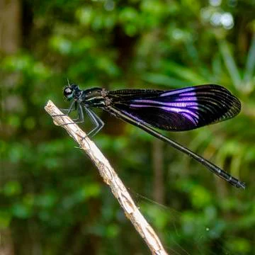 Dark shouldered coronated shadow damselfly Stock Photos