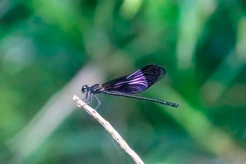 Dark shouldered coronated shadow damselfly Stock Photos