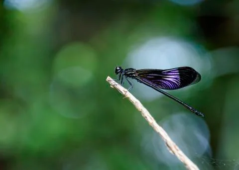 Dark shouldered coronated shadow damselfly Stock Photos