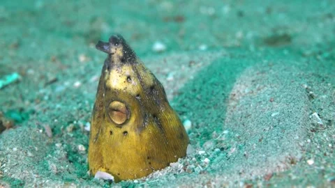 Dark-Shouldered Snake Eel (Ophichthus cephalozona) On The Sand Clip0061 Stock Footage 243824019
