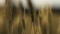 Dark sick crops, plant diseases lead to poor harvest, food crisis, closeup HD Footage