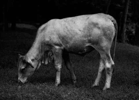 Dark Side on Cow Stock Photos