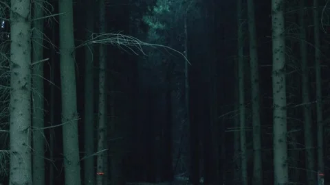 The dark side of the forest Stock Footage 242386018