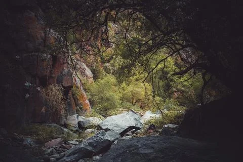 Dark side of the forest Foto stock