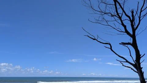 A dark silhouette of a bare tree frames the right side of a coastal vista. .. Stock Photos