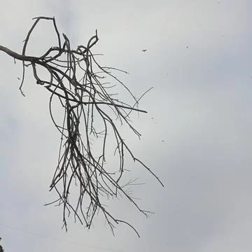 Dark silhouette dead leafless tree branch overcast grey cloudy sky Stock Photos