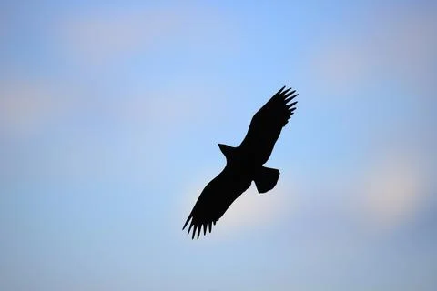 Dark silhouette of an eagle in the sky Foto stock