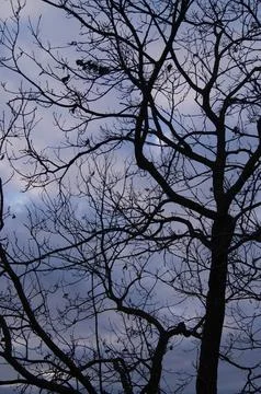Dark silhouette of leafless tree branches against a moody, overcast sky cre.. Stock Photos