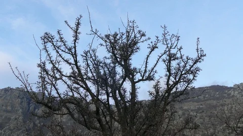 Dark silhouette of a prickly tree 스톡 동영상 123585550