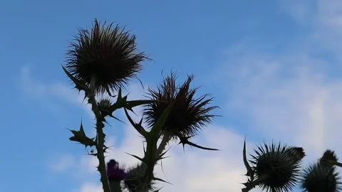 Dark silhouette thistle flower. Video stock 286251915