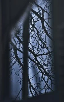 Dark Silhouette Tree Branches Against a Moody Blue Sky with Bokeh Lights Stock Photos