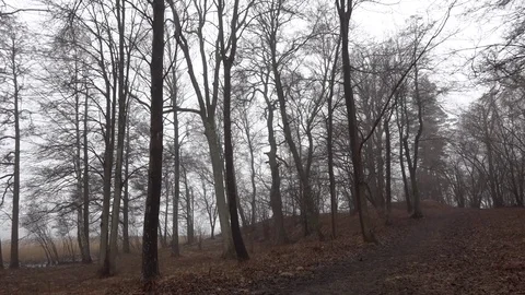 Dark silhouette trees and branches in the woods Stock Footage 74060383