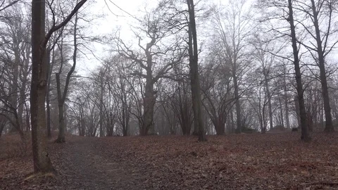 Dark silhouette trees and branches in the woods with panning shot Stock Footage 74060603