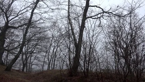 Dark silhouette trees and branches in the woods with panning shot Stock Footage 74060797