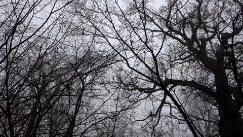 Dark silhouette trees and branches in the woods with panning shot Stock Footage 74061027