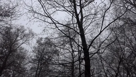 Dark silhouette trees and branches in the woods with panning Stock Footage 74061155