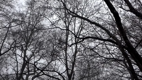 Dark silhouette trees and branches in the woods with panning shot Stock Footage 74061372