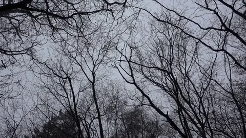 Dark silhouette trees and branches in the woods with panning Stock Footage 74061375