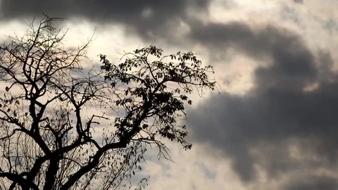 Dark silhouette of trees Stock Footage 78265186