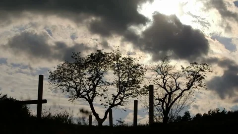 Dark silhouette of trees Stock Footage 78265204