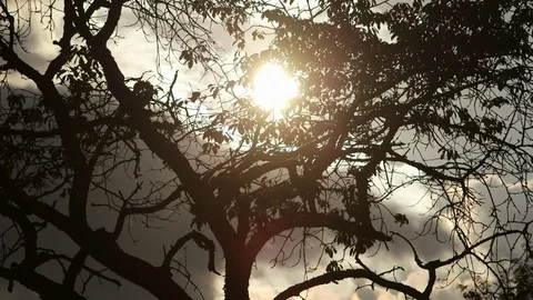 Dark silhouette of trees Stock Footage 78265217