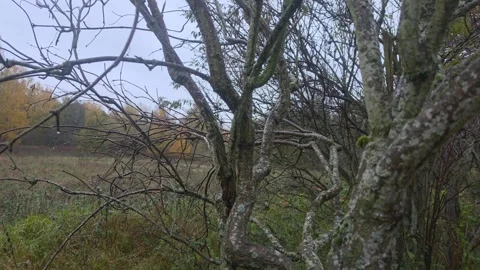 Dark Silhouette Of Twisted Bare Tree Branches In Swedish Countryside Stock Footage 348524125