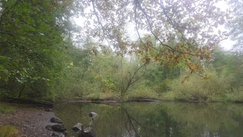 Dark Silhouetted Tree Branches Hanging Low Over Calm River Water Stock Footage 348063009