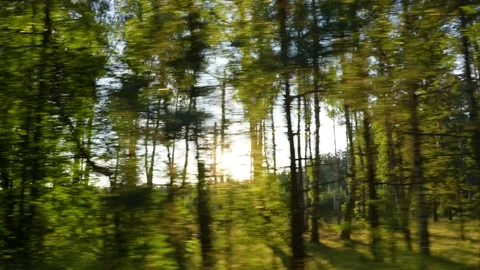 Dark silhouettes of evening tall trees passing by fast as seen from driving car Stock Footage 156759566